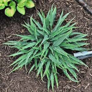 Silver Twist Hosta